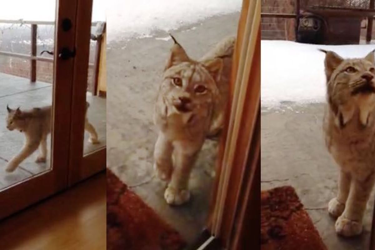 Lynx Visits a Home Outside on the Porch