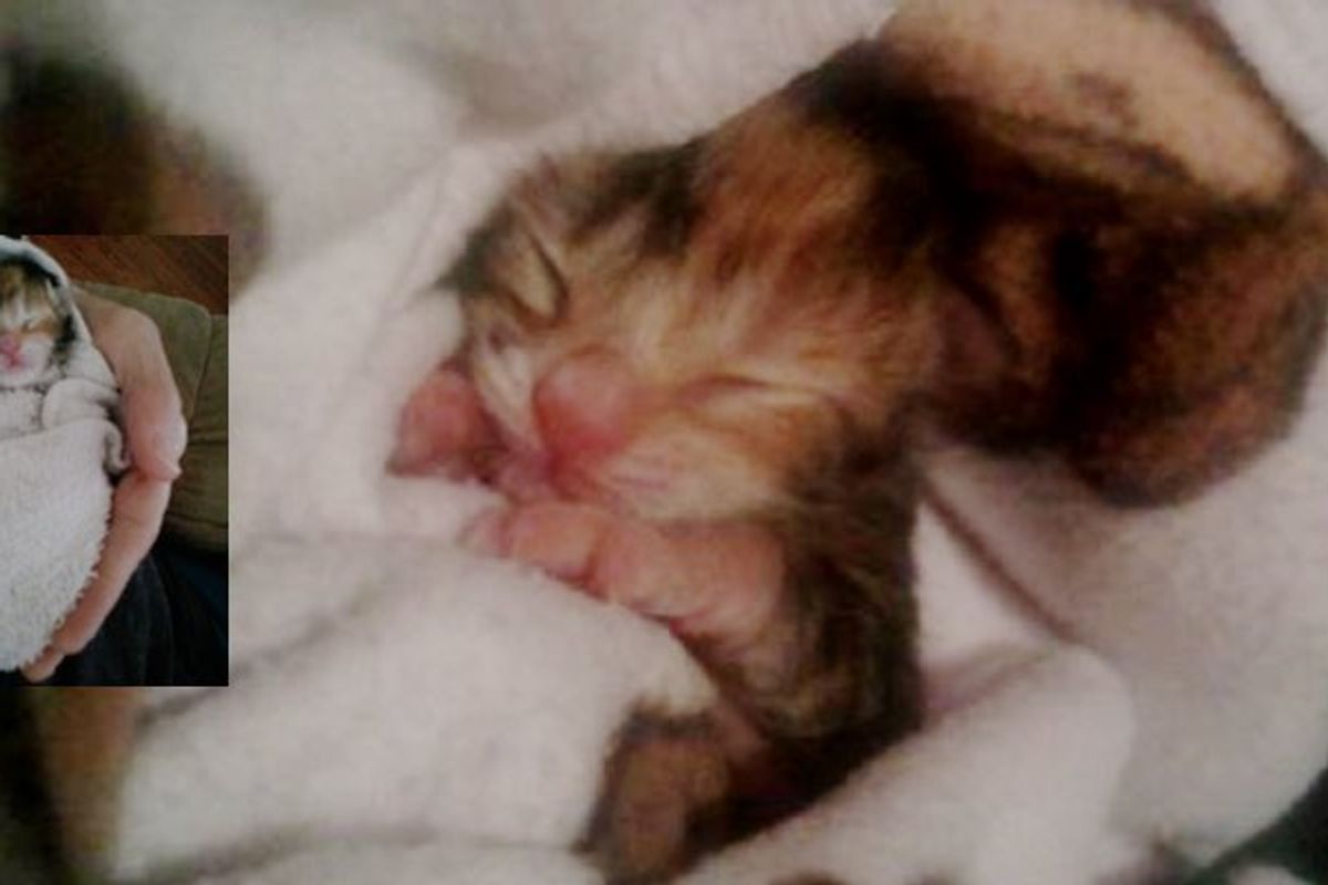 Kitten Found on Side of Road Hours After Birth, Now Thriving!