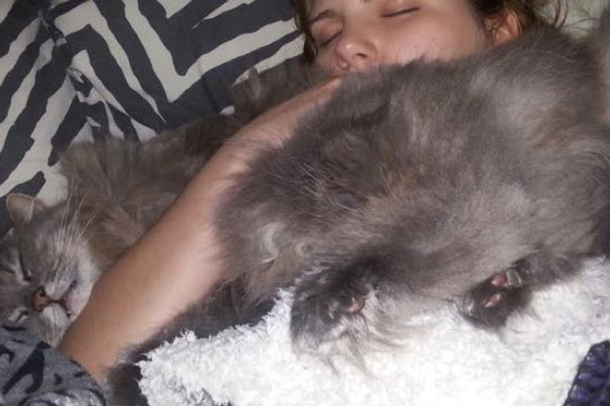 17 Years with a Cat, Growing Up and Growing Old Together