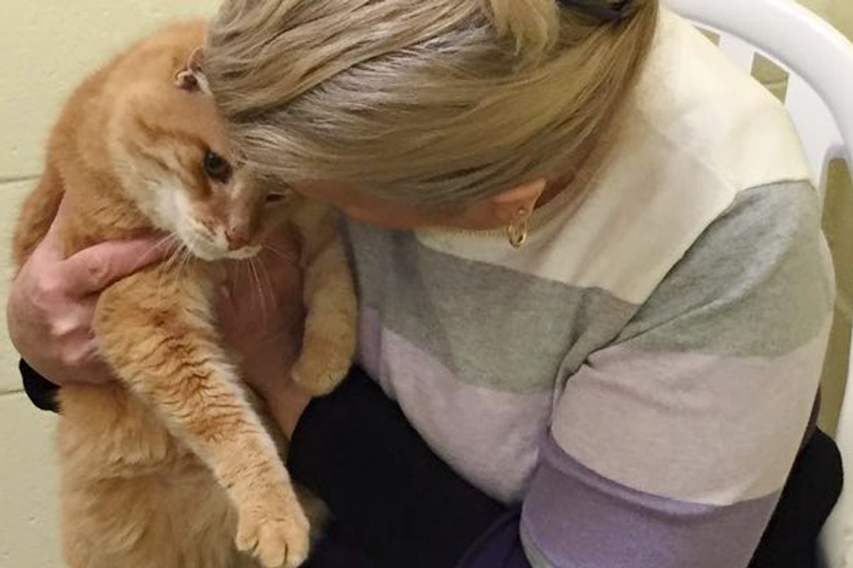 Woman Adopts Senior Cat, Comes Back to Shelter for His Old Friend