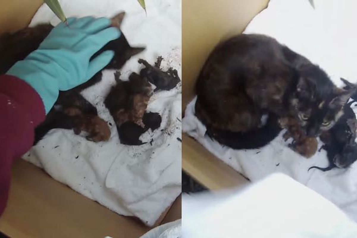 Man Rescues Stray Cat Mama and Her Newborn Kittens