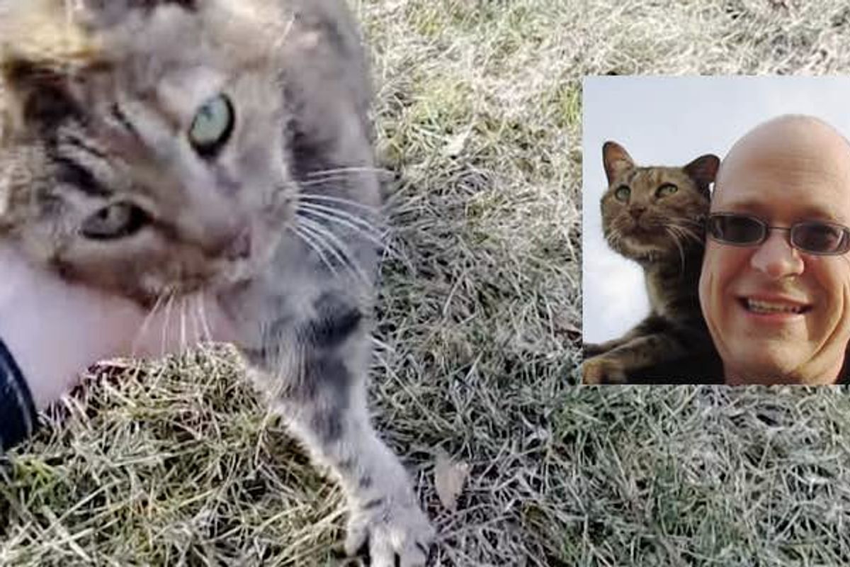 Lost Cat Follows Man around for Help to Find Her Family