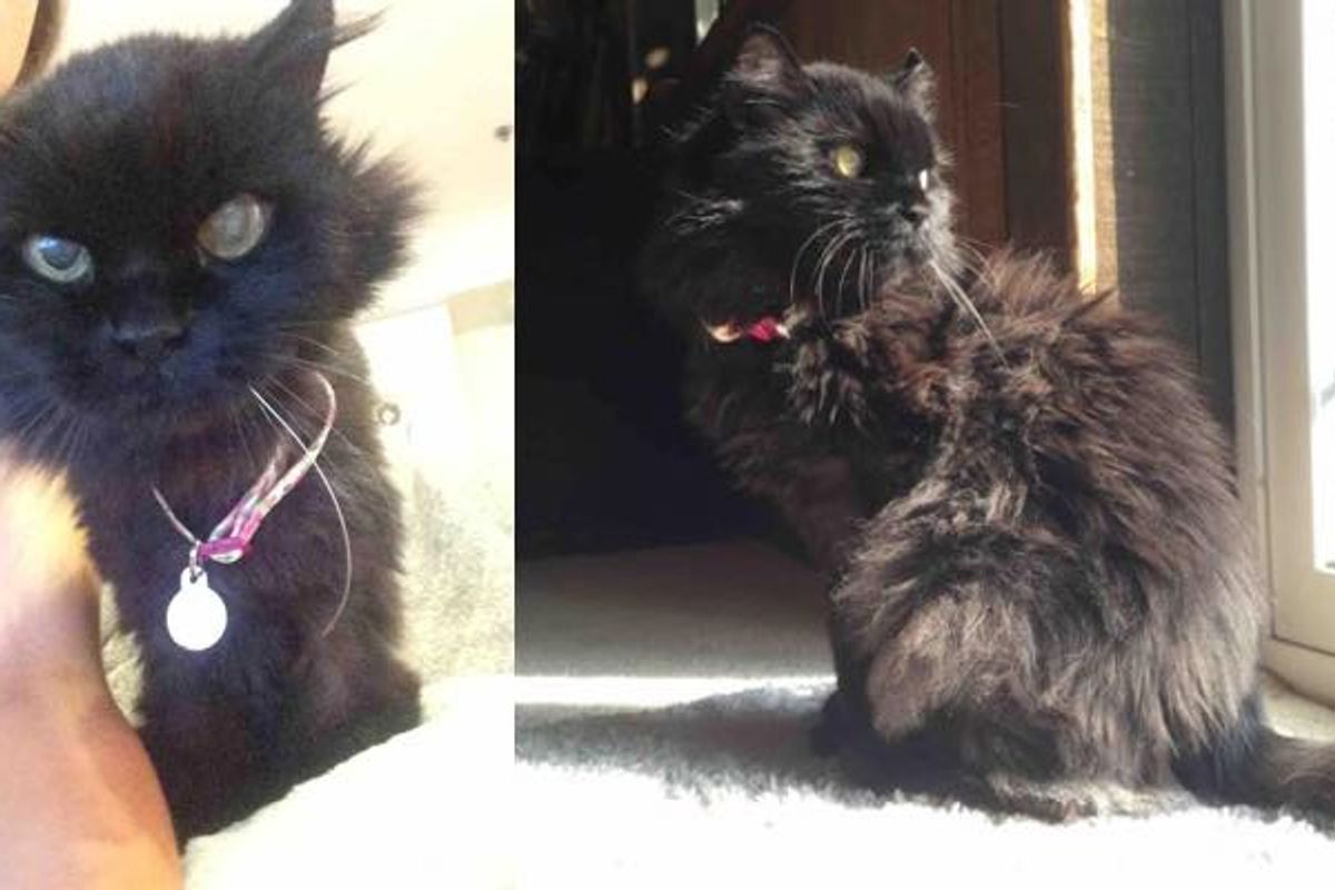 Woman Saves Senior Cat Who Couldn't Find a Home and Helps Get Her Fluff and Life Back!