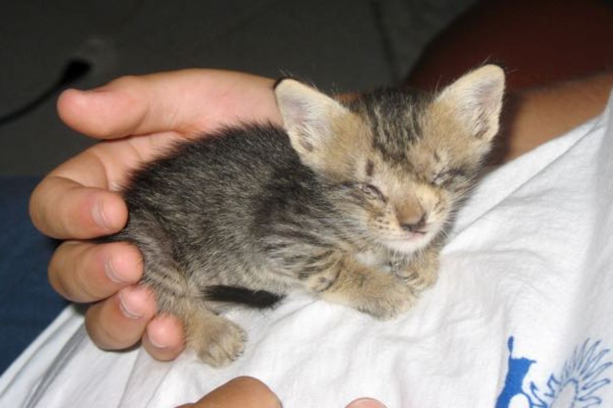 Blind Kitten Saved by Man Who Never Gave Up on Her, Then and Now!
