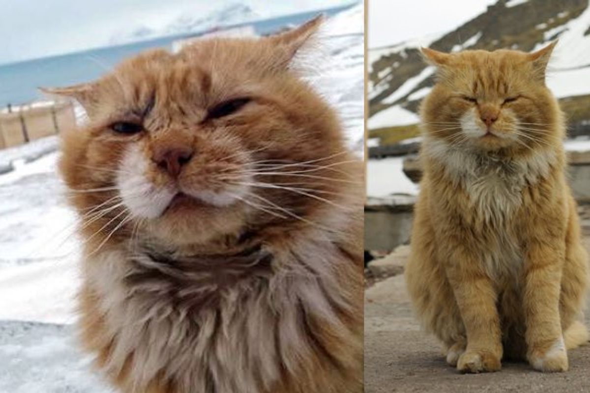 Ginger Cat Registered as Arctic Fox on Paper from Svalbard Archipelago...