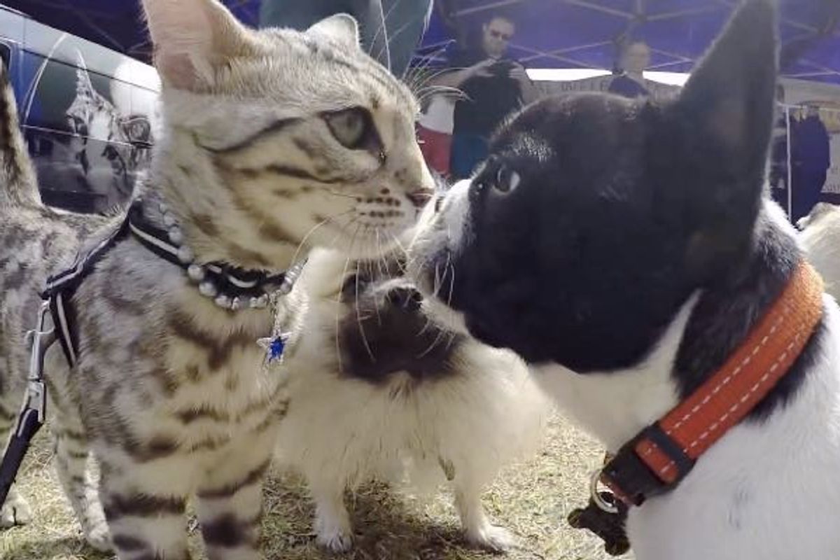 Confident Cat Meets 50 Dogs and Shows Them His Friendship