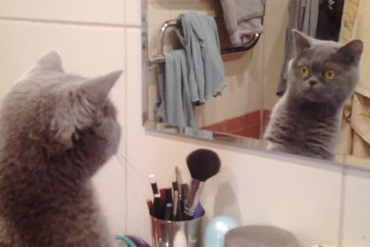 Cat Admires Himself When He Discovers His Reflection!
