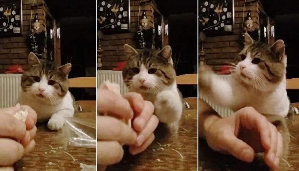 Cat Wants to Know What His Human is Eating Meow!