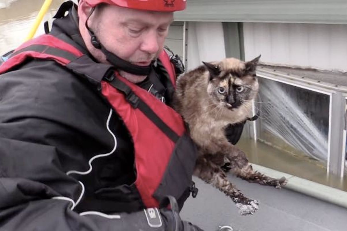 Cat Survived Flooding by Floating in Her Litter Box, Saved by Rescuers!