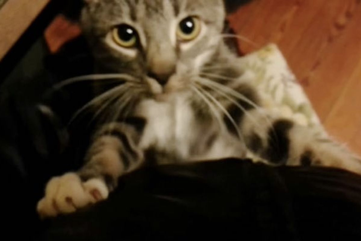 Cat Keeps Hugging Her Human to Make Him Stay When He Leaves for Work