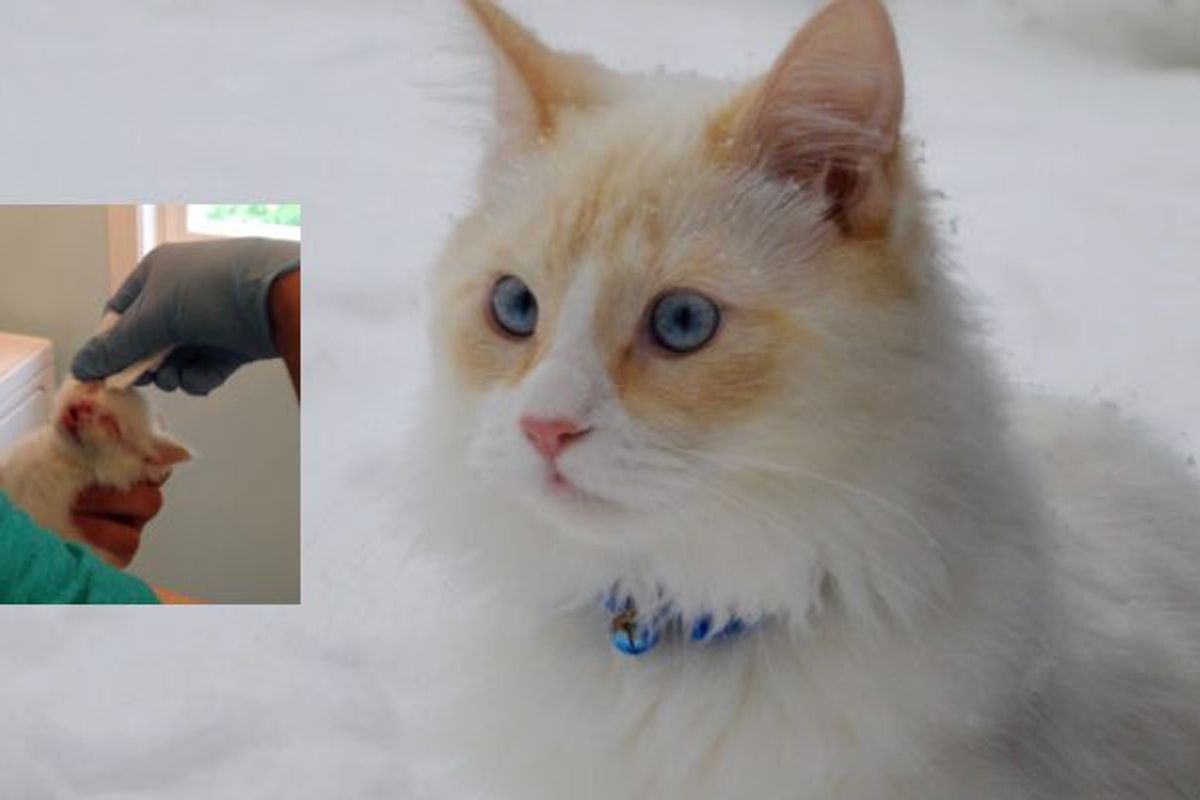 Scrawny Kitten Found in Bush Has Fluffed Up and Loving His First Snow