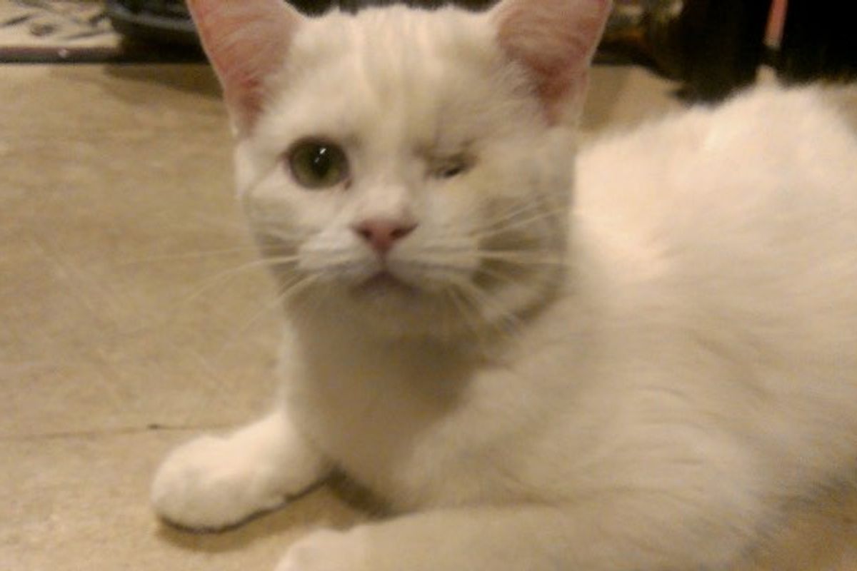 Shelter Said Cat was 'Unadoptable', a Man Proved Them Wrong