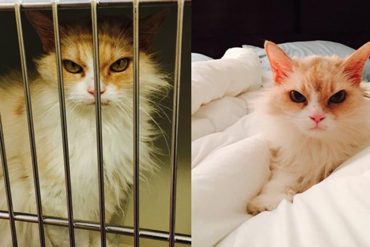 6 Year Old Sassy Girl Not Happy in Shelter, They Got Her Out, There, that's Better!