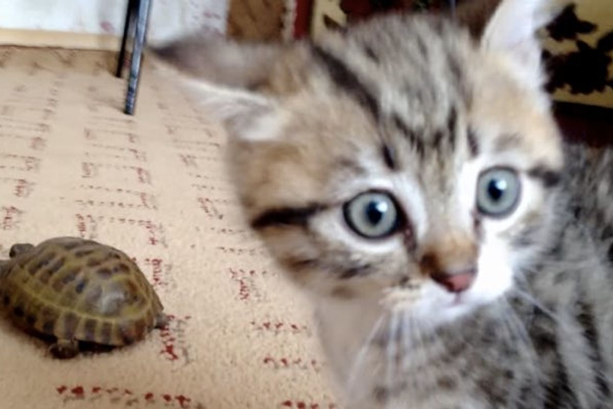 Poofed Up Kitten Walks on Two Paws to Get Turtle's Attention