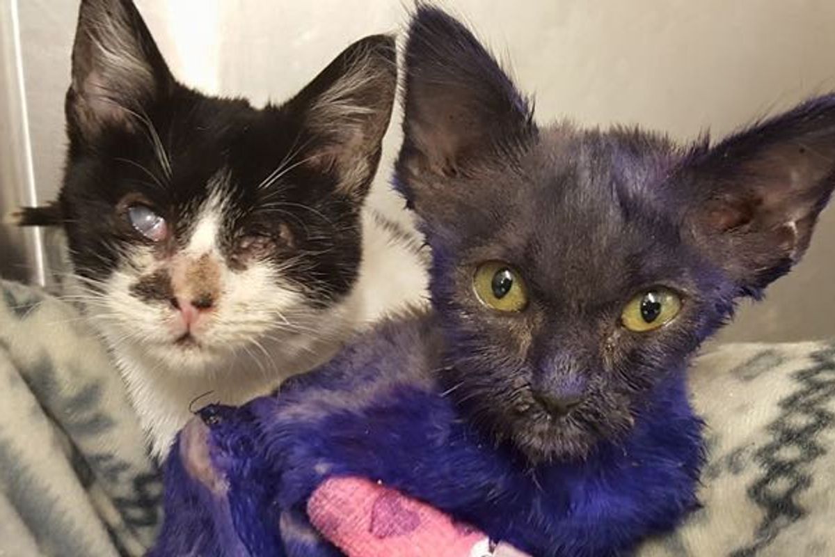 Purple Kitten Rescued from Life as Chew Toy, Now Cuddles with New Friend So Much It Helps Him Heal