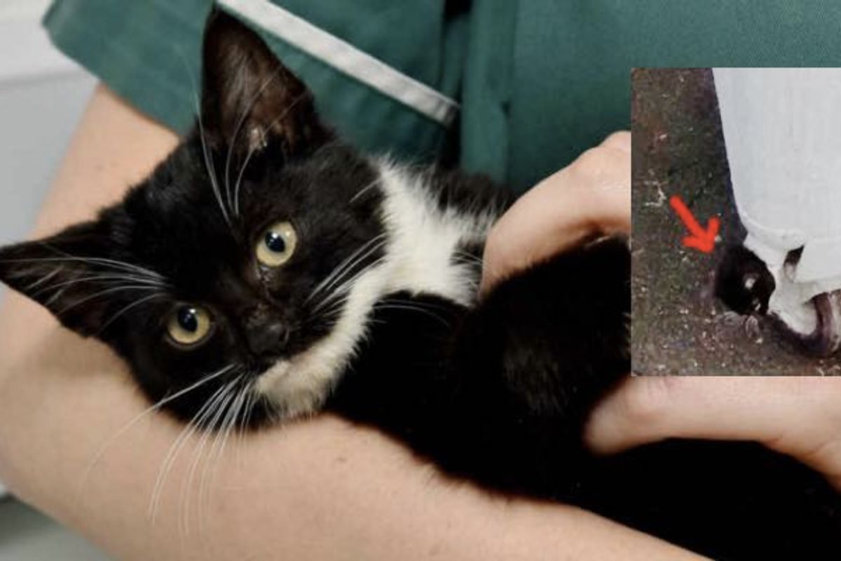 Kitten Stuck in Bin with Her Head Poking Out is Now Back to Her Playful Self!