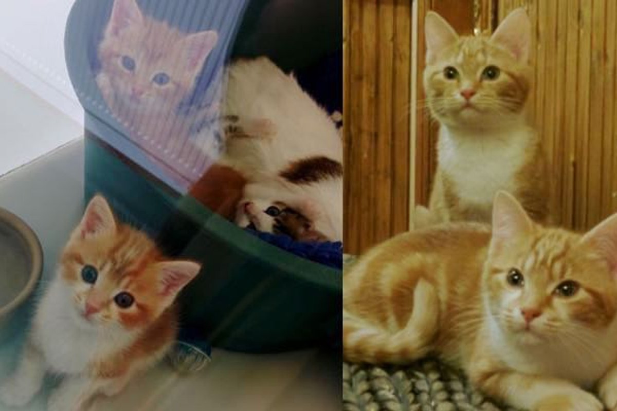 Ginger Sisters Now Can Stretch Their Legs and Live Outside Shelter Cage