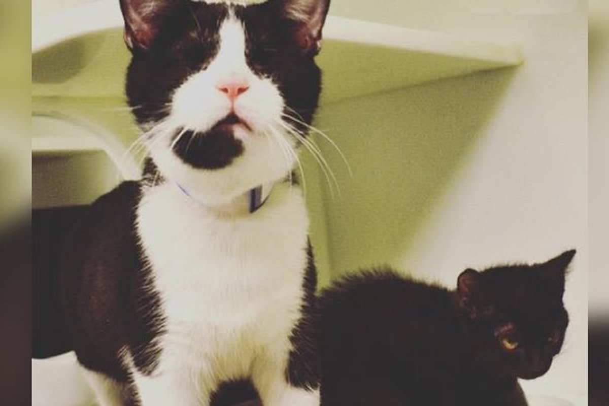Unexpected Little Friend Becomes Blind Shelter Cat's Seeing Eye