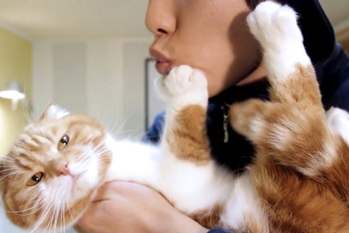 Man Tries to Kiss His Cats who Pretend They Can't See Him