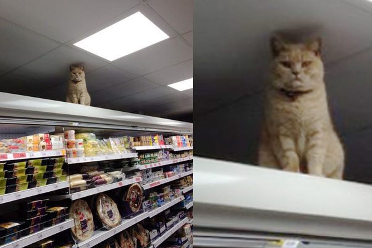 Cat Refuses to Leave His Supermarket Shelf Perch No Matter How Many Times Staff Tries