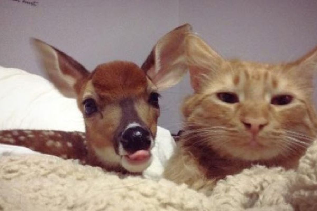 Orphaned Fawn Lost His Mom But Found a New Friend