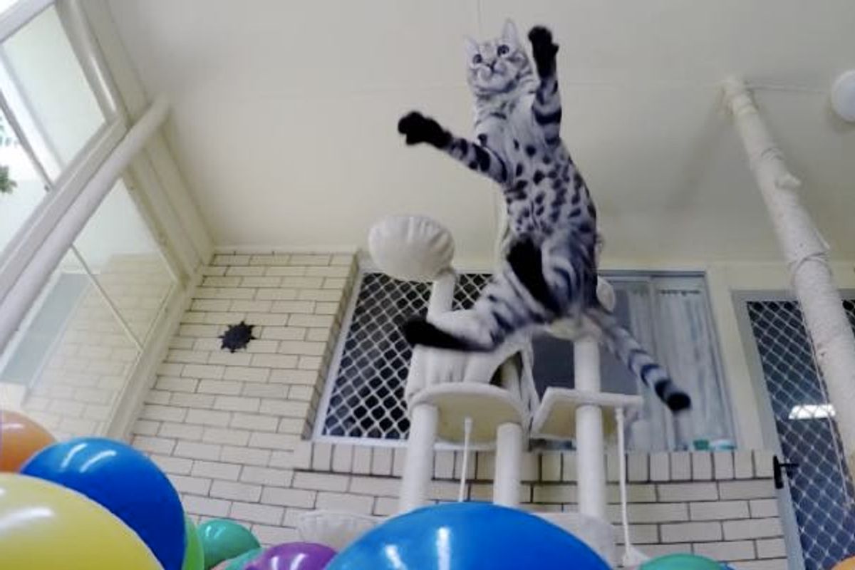 Cat Discovers His Own Ball Pit! He Just Keeps Jumpin'