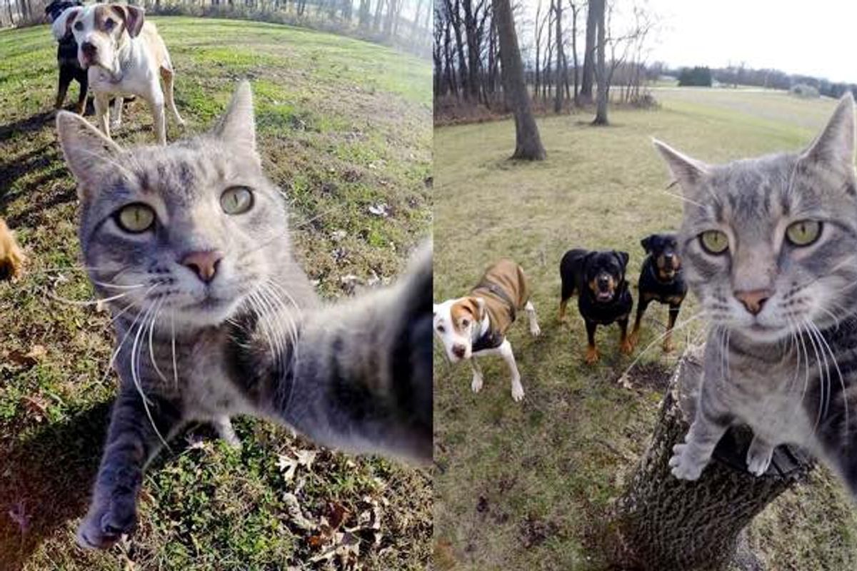 Manny the Cat Takes Selfies for Him and His Dogs with a GoPro Camera