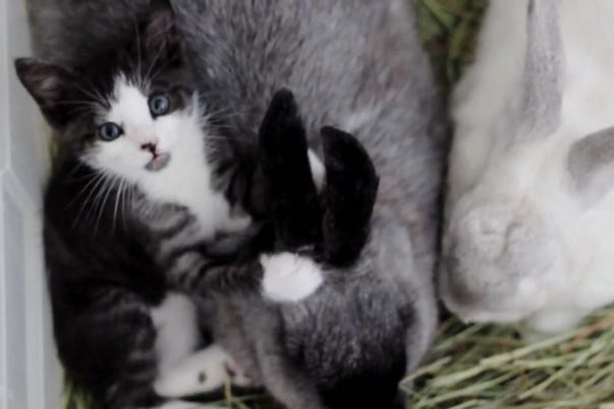 Rescue Kitty Raised by Rabbits Now Thinks She's Part Bunny!