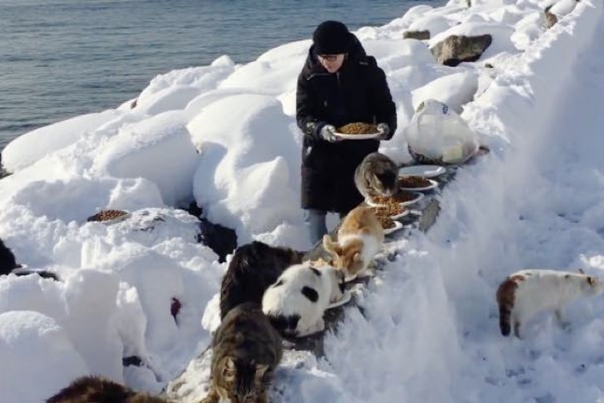 Woman Helps Feed Hundreds of Feral Cats Despite Heavy Snow