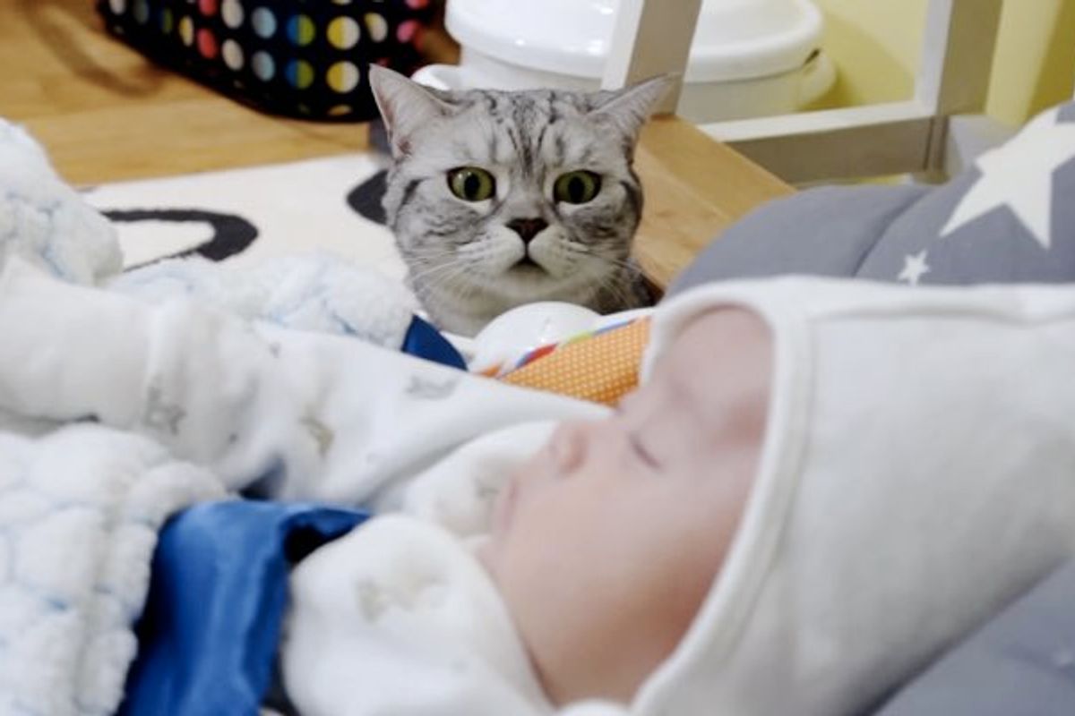 Five Scottish Fold Cats Meet Their Little Baby Brother