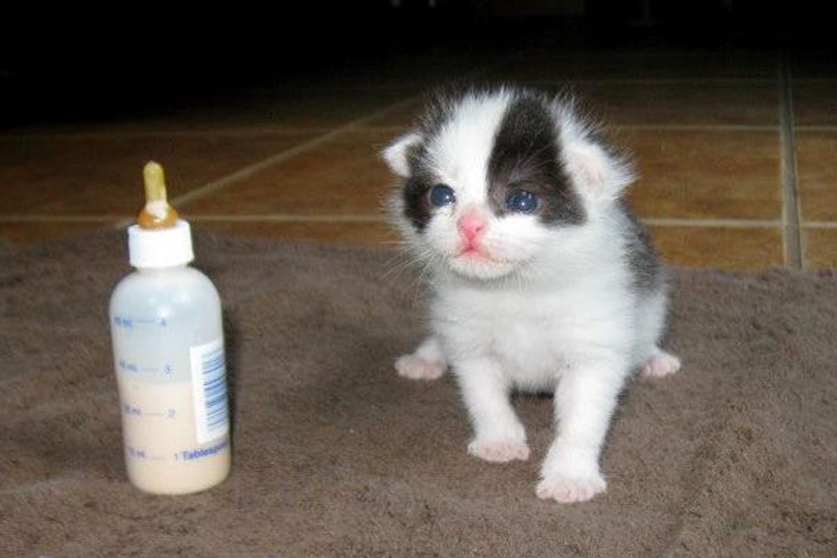 Panda the Kitten Saved from the Rain, Then and Now!
