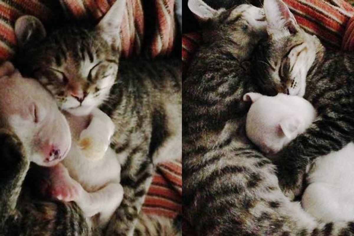 Rescue Puppy Lost a Paw to His Mother but Found Love from Unlikely 'Parents'