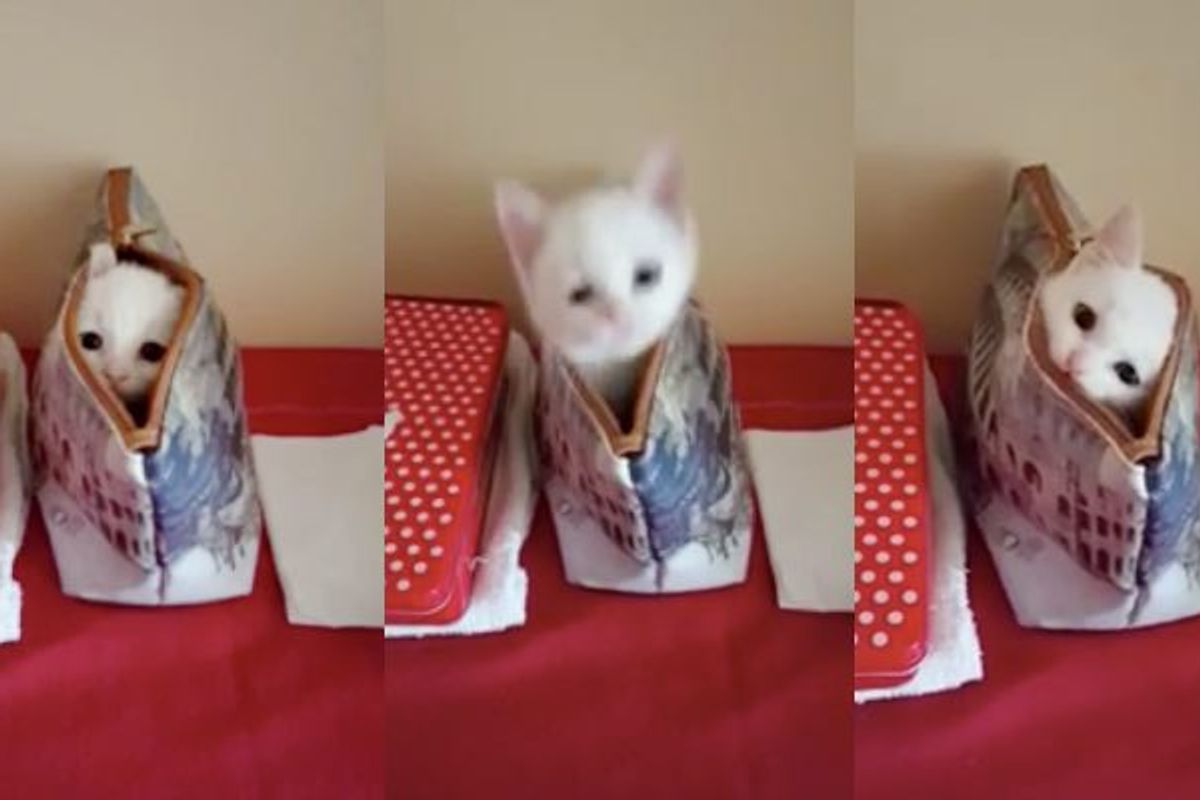 Tiny Kitty Plays Super Fast Peekaboo from His Mom's Bag