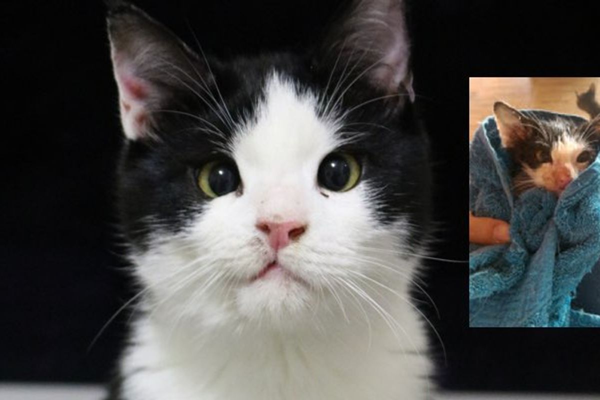 Kitten Saved from Near Death, Now Wears a Permanent Smile!