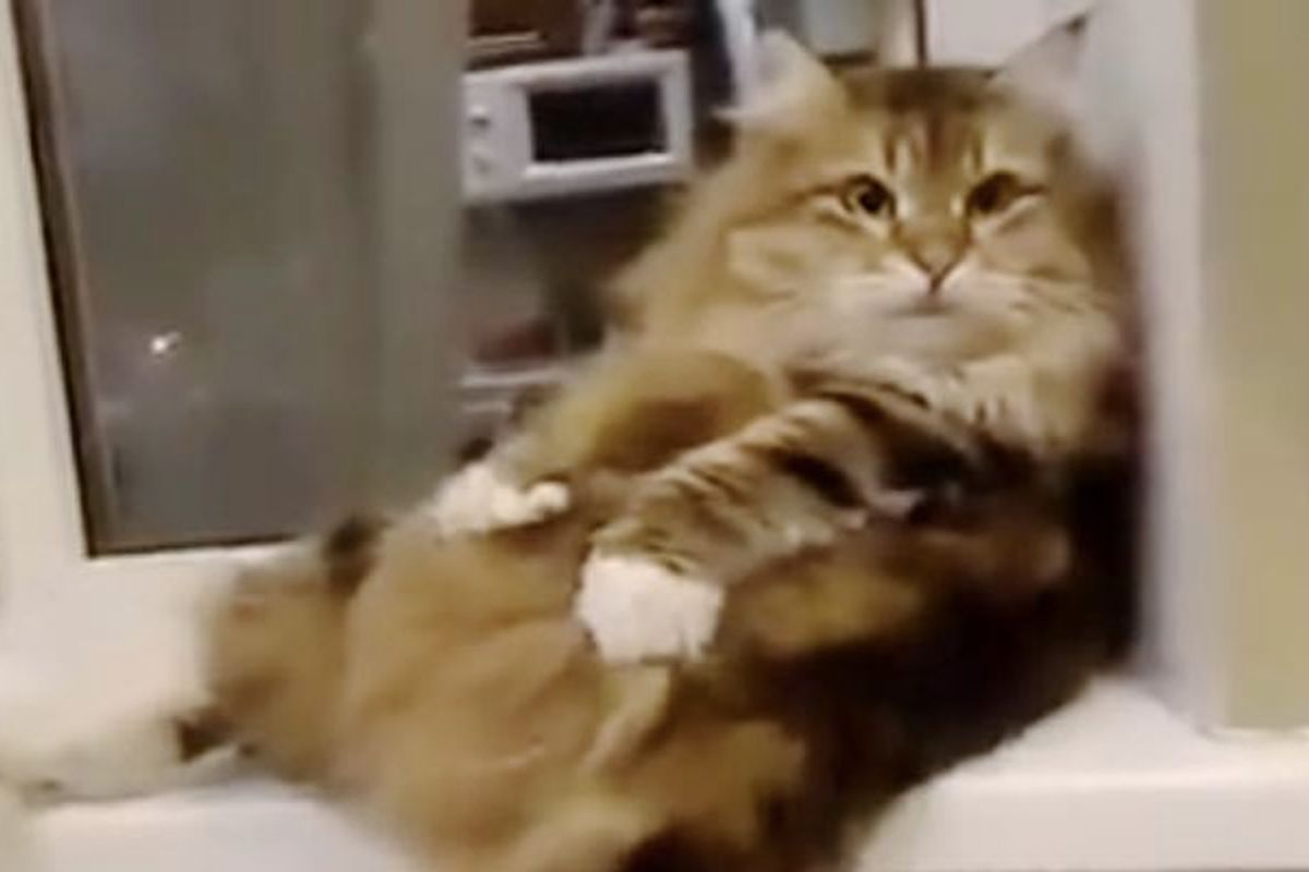 Fluffy Kitty Finds the Softest Spot to Knead on!
