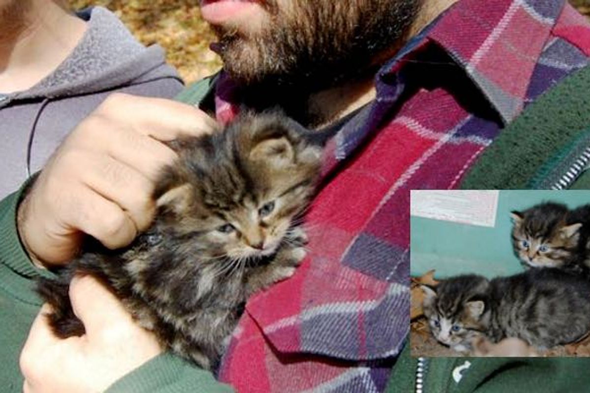 Orphaned Kittens Hiding Under a Boat Saved by Dog and Campers