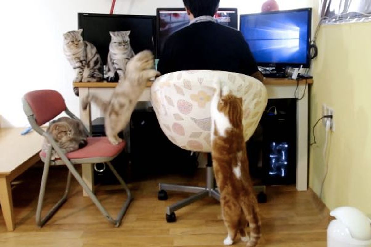 Five Cats Work Together to Remind Their Human of Mealtime