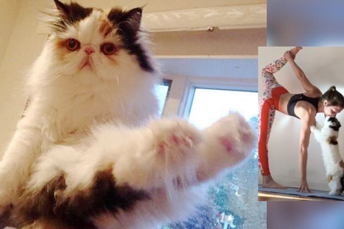 Cat Stands Up on Two Paws to Give Human a Kiss as Her Fluffiest Coach!