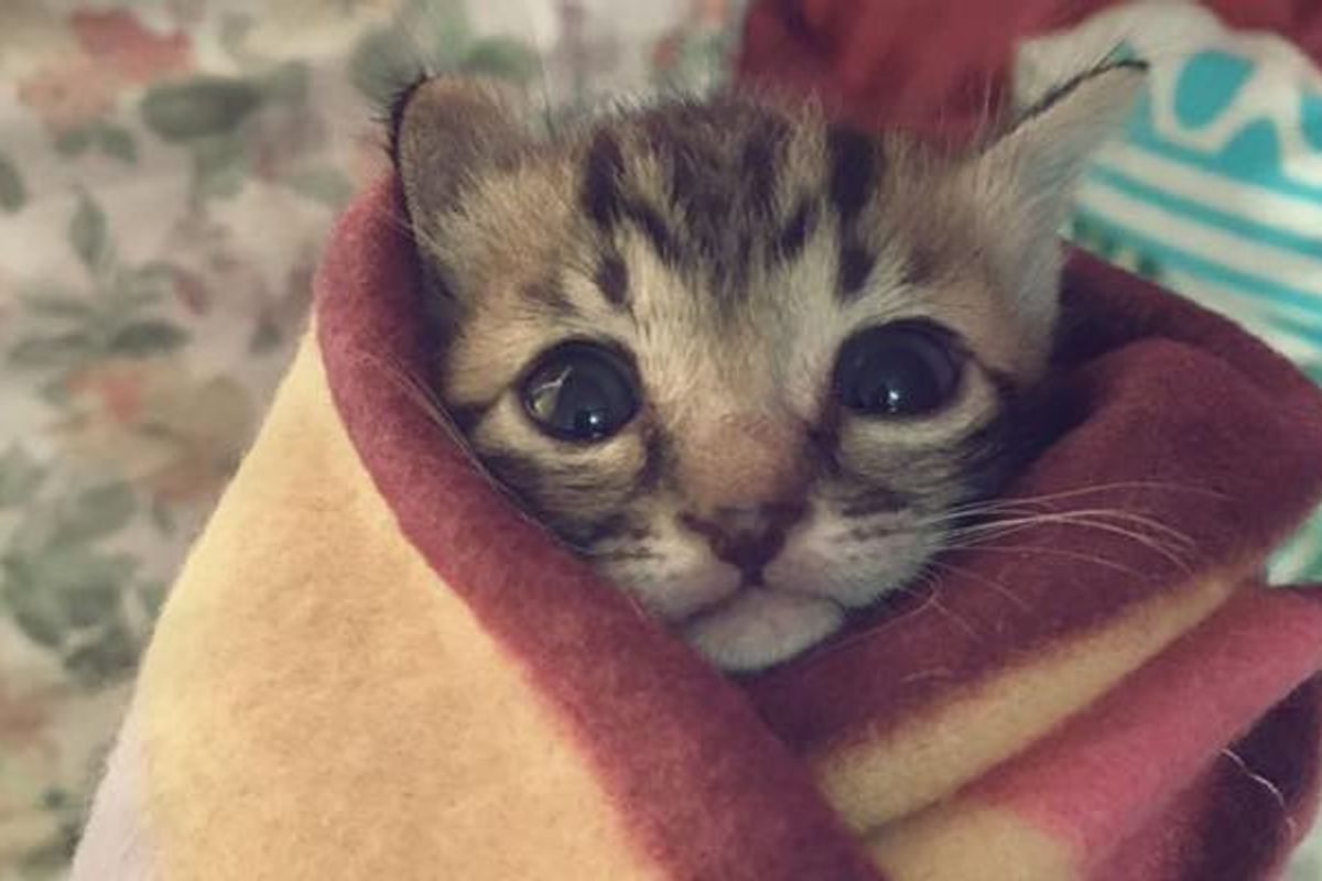Rescue Kitten Found Abandoned Now Loved and Warm as a Purrito!
