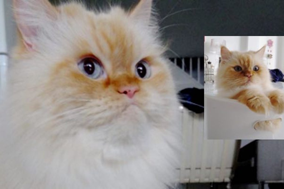 Fluffy Himalayan Cat was Sick and Isolated in Shelter But His Forever Home Healed Him!