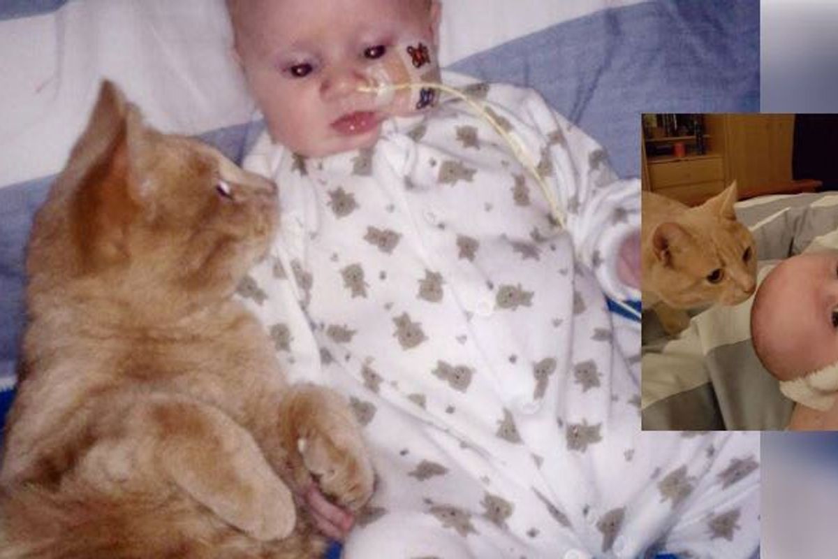 Cat Stayed by His Baby Brother and Helped his Broken Heart Heal