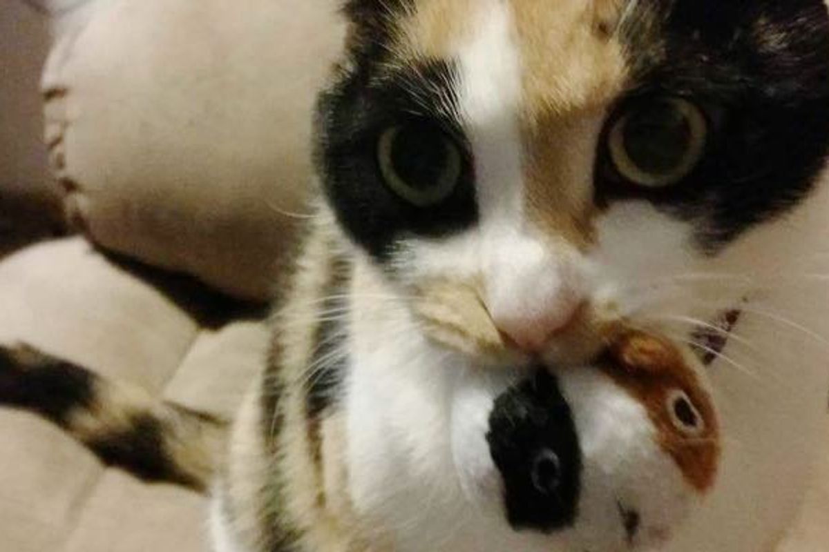 Calico Cat Won't Go Anywhere Without Her 'Baby'