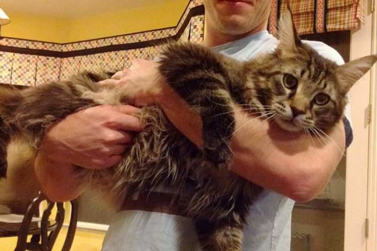 Big Maine Coon Cat Mistaken for Bobcat by Passers By