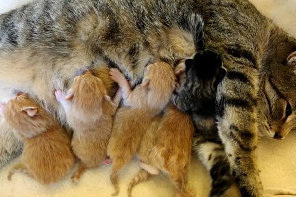 Tabby Cat Saved from Harsh Cold Surprises Rescuers with 5 Ginger Boys and One Torbie Girl