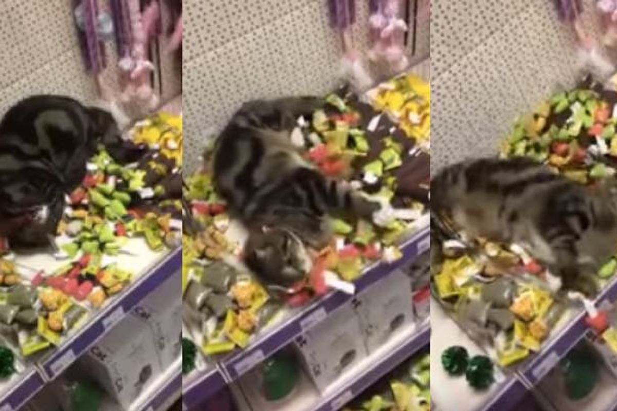 Lost Tabby Found Swimming in Piles of Catnip Toys at Store