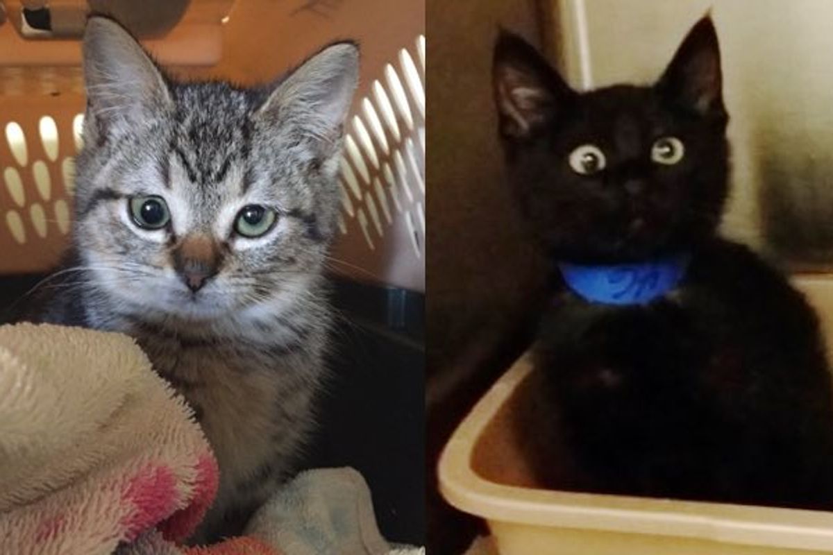 10+ Kitties Born with Cute Googly Eyes. Who Can Possibly Resist!