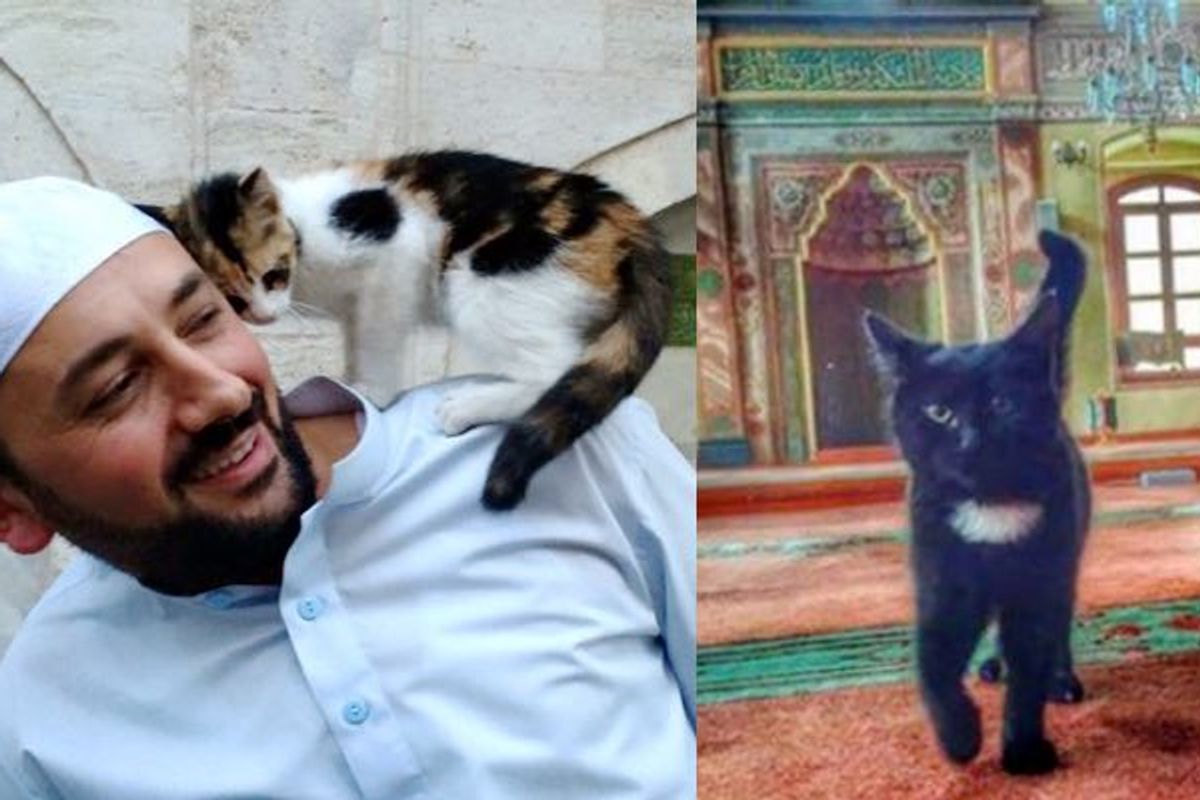 Man Opens Mosque’s Doors for Stray Cats to Give Them Shelter and Keep Them Warm