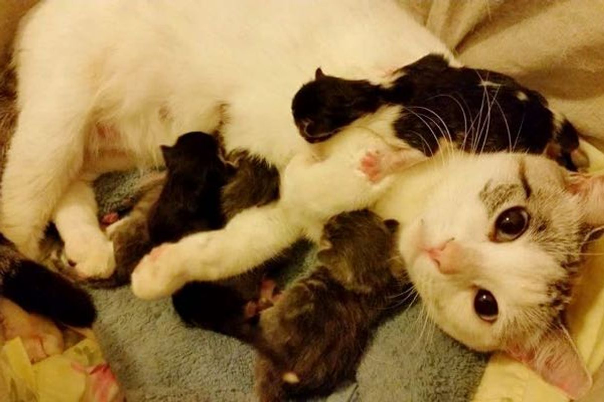 Stray Cat Asks Family to Help Bring Her Babies Safely into the World... (with Updates)