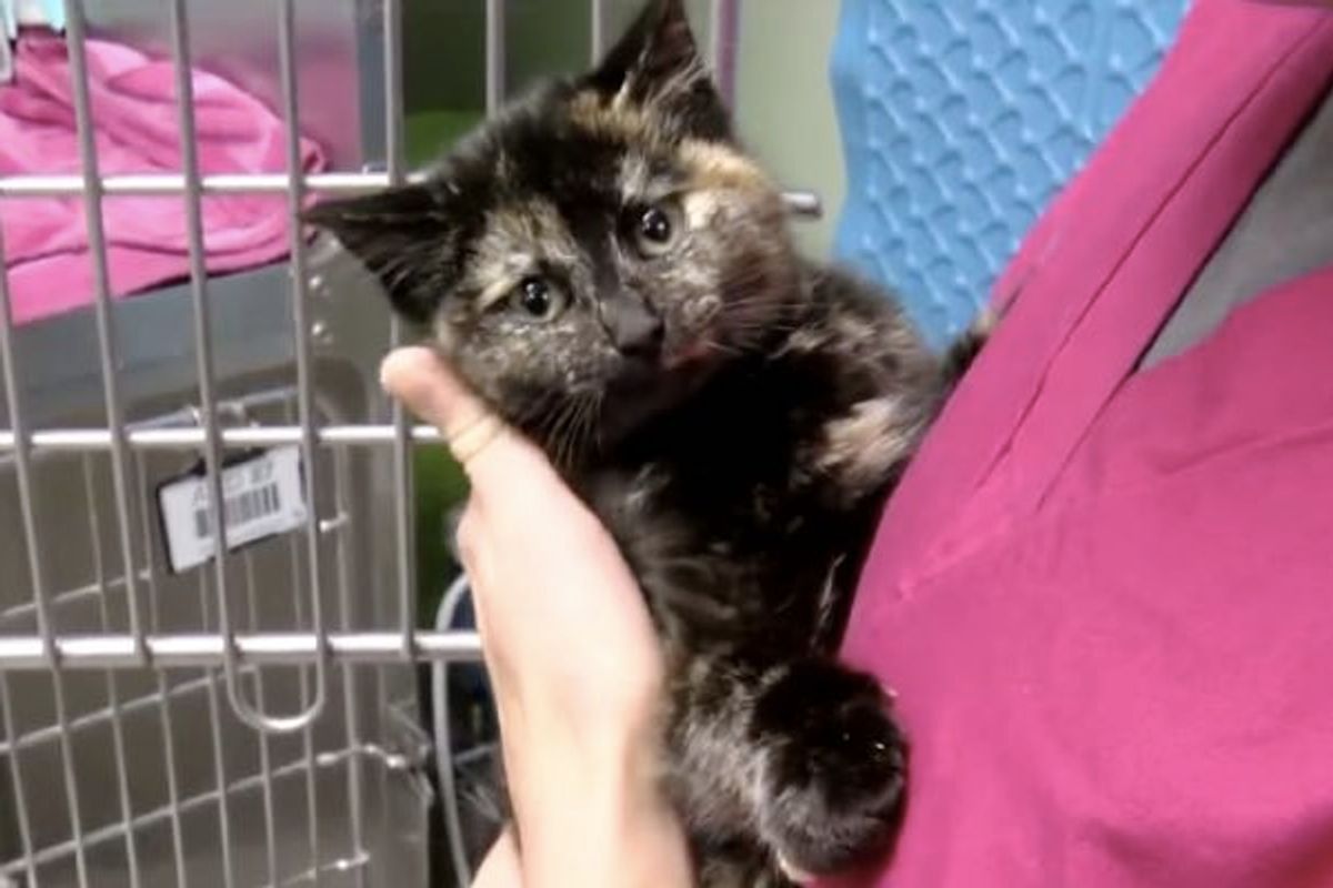 Cat Mother Tries to Save Kitten Frozen to Concrete and It Alerts Woman to Help