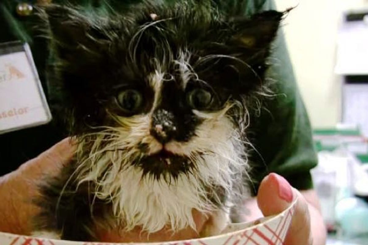 Rescue Kitty Learns to Eat on Her Own, It's a Purrfect Mess!